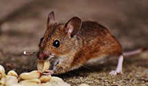 24 Hour & Emergency Exterminators in Beverly Shores, IN